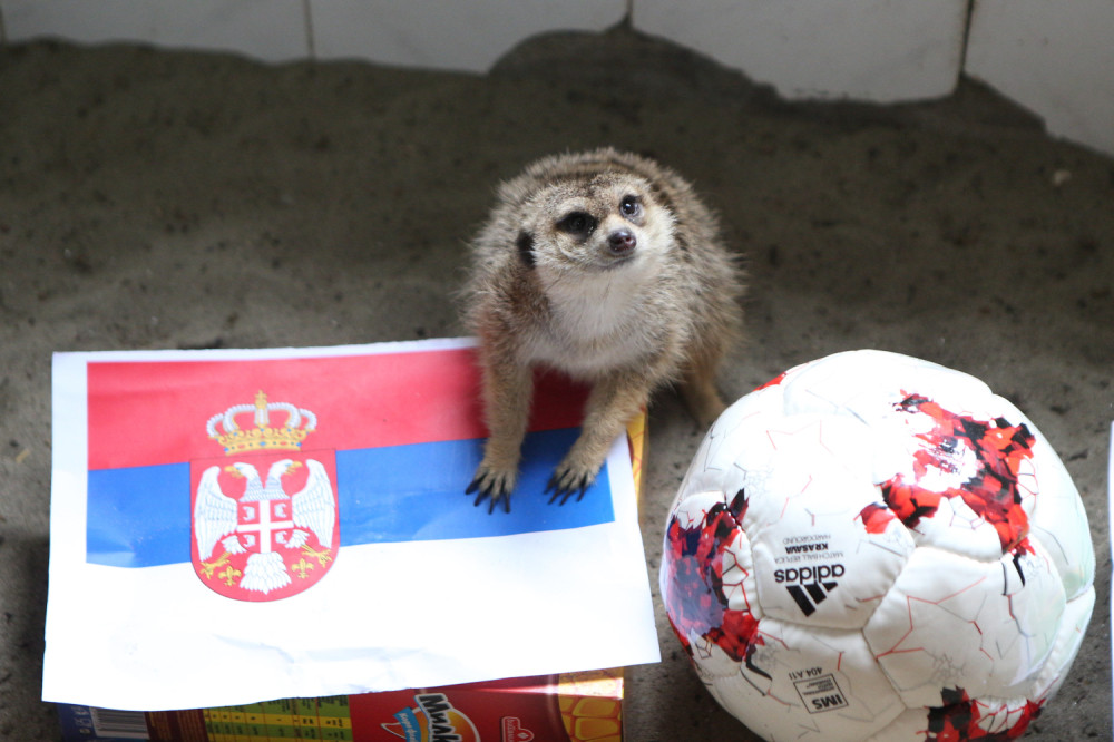 Merkat iz ZOO vrta dao prognozu mečeva Srbije na SP!