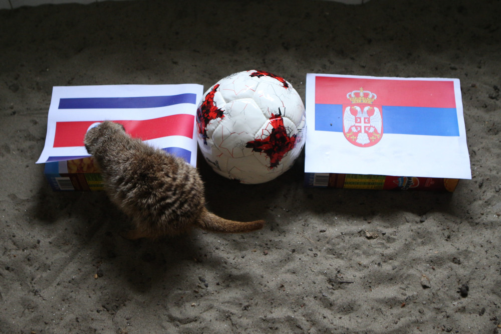 Kostarikanci žele SVA 3 BODA sutra, evo šta HRABRO poručuju