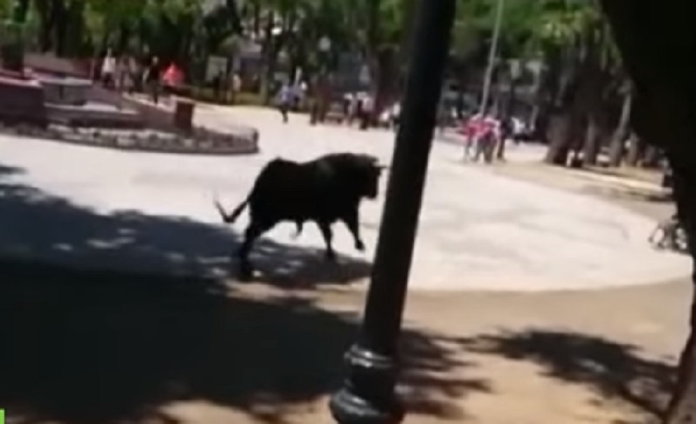 Bik napao devojčicu u invalidskim kolicima, evo šta je usledilo