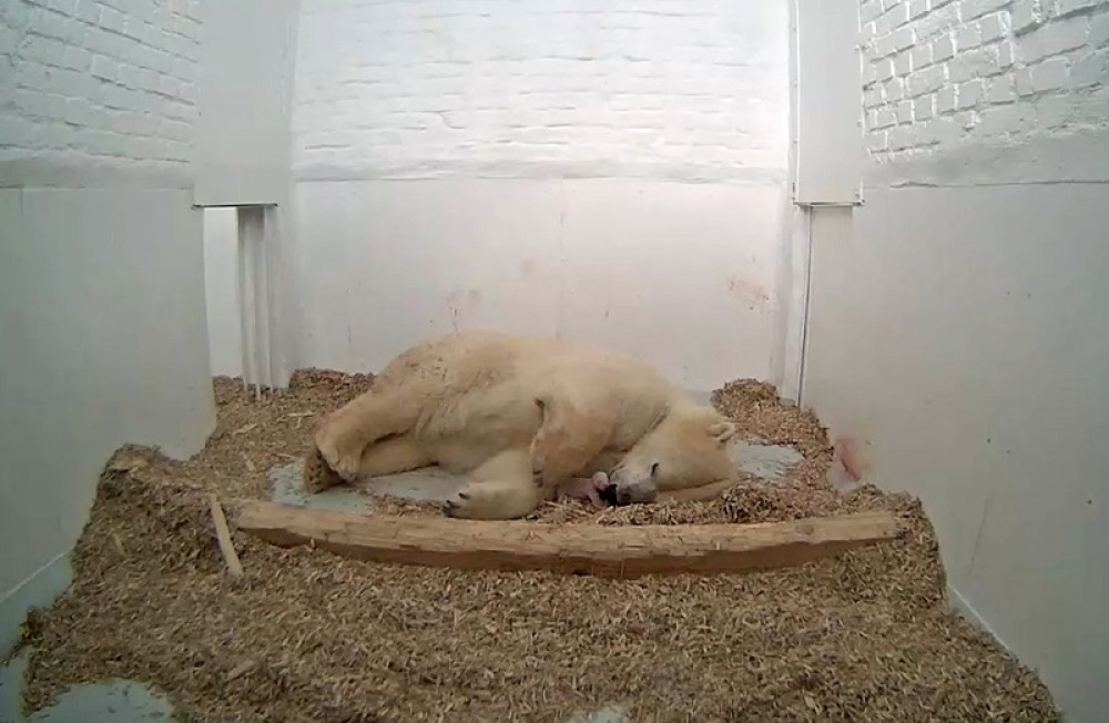 Rodilo se belo meče! (FOTO)