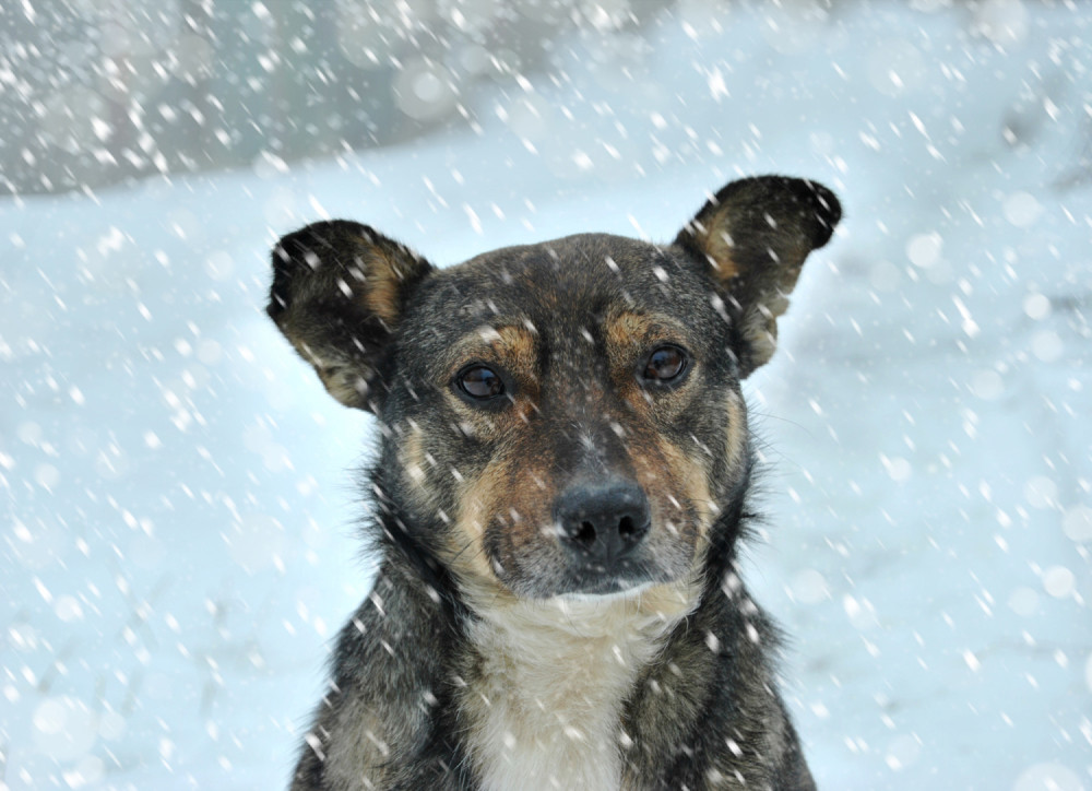 Kako pomoći uličnim životinjama tokom zime?