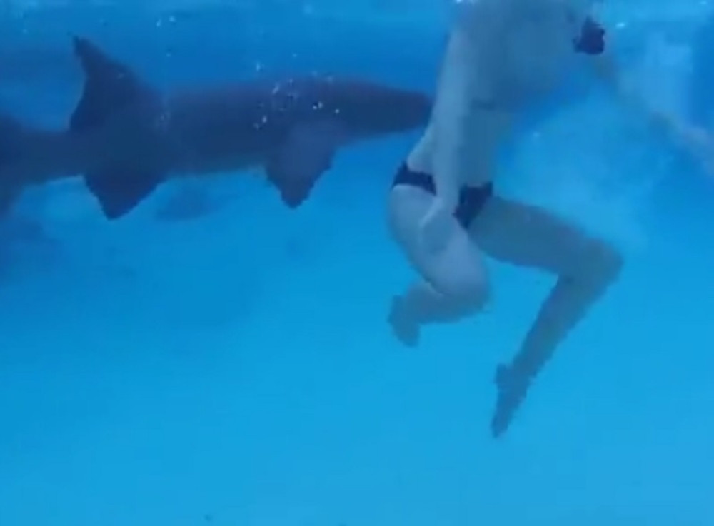 Muž snimao dok mu ženu jedu ajkule