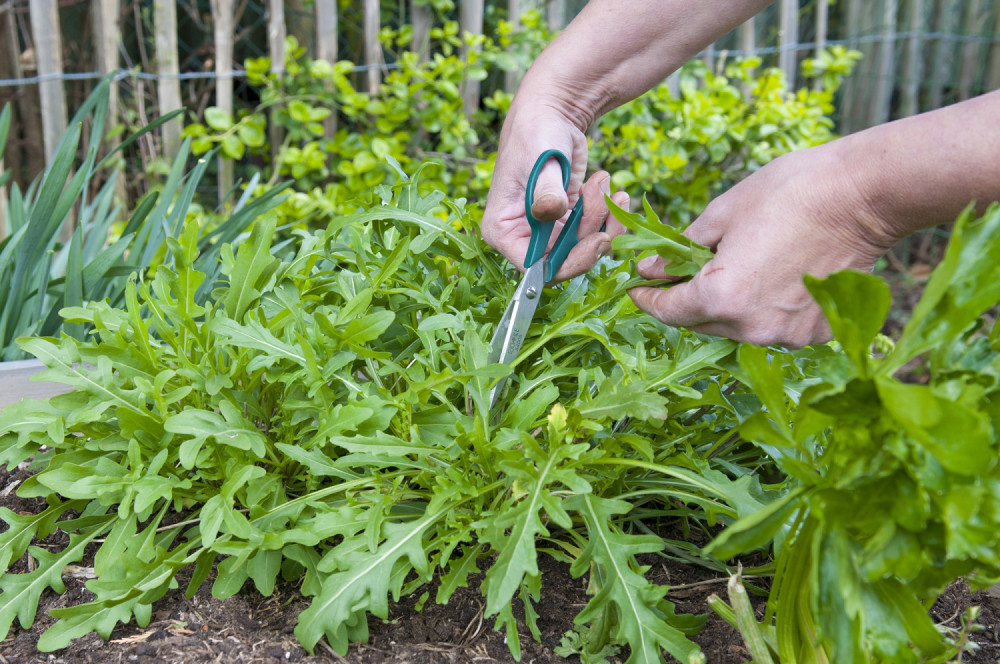 Teška za uzgoj, ali isplativa za gajenje!