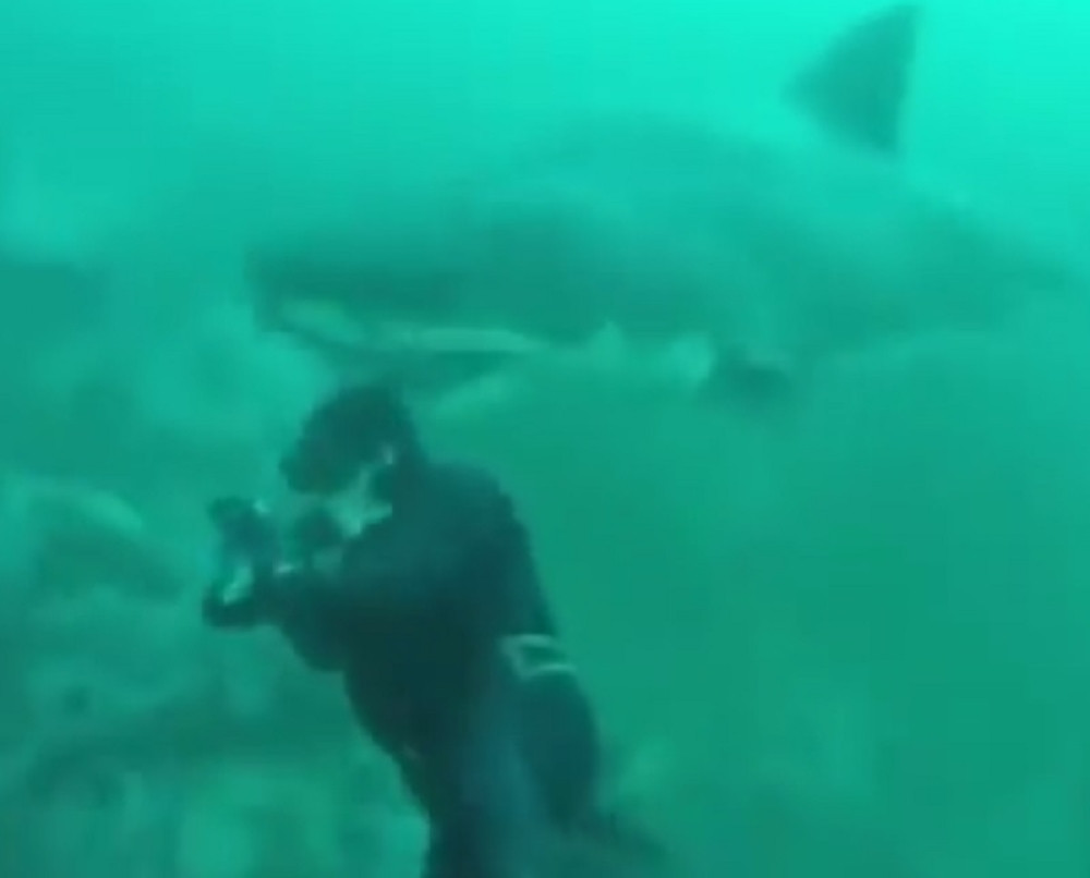 Evo šta treba da uradite da biste PREŽIVELI taj jezivi susret sa najvećom morskom NEMANI (VIDEO)