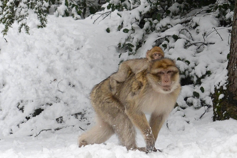 Pao sneg, majmuni se oduševili!