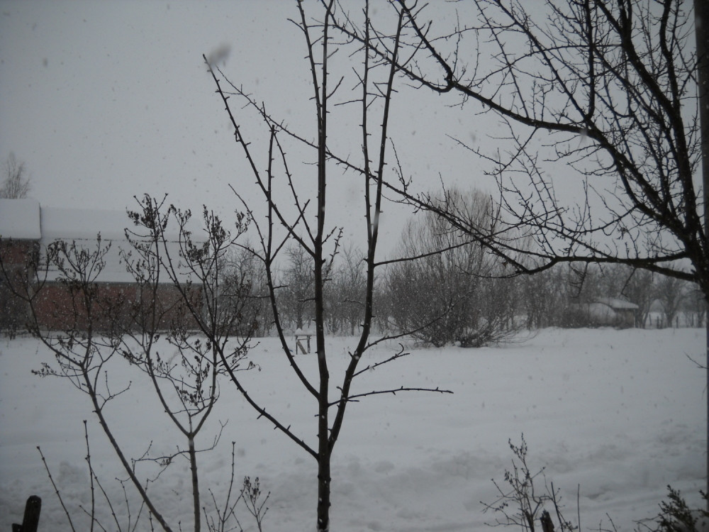 Popeo se na drvo da bere grane za badnjak i poginuo