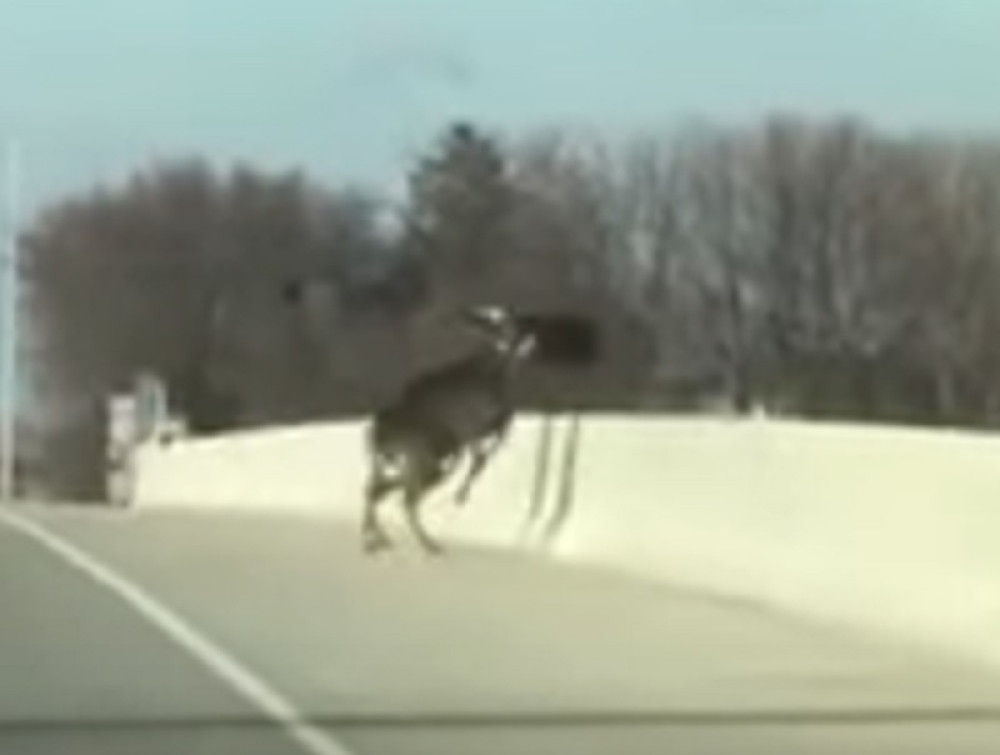 Jeleni pretrčali autoput, pa poskakali u smrt
