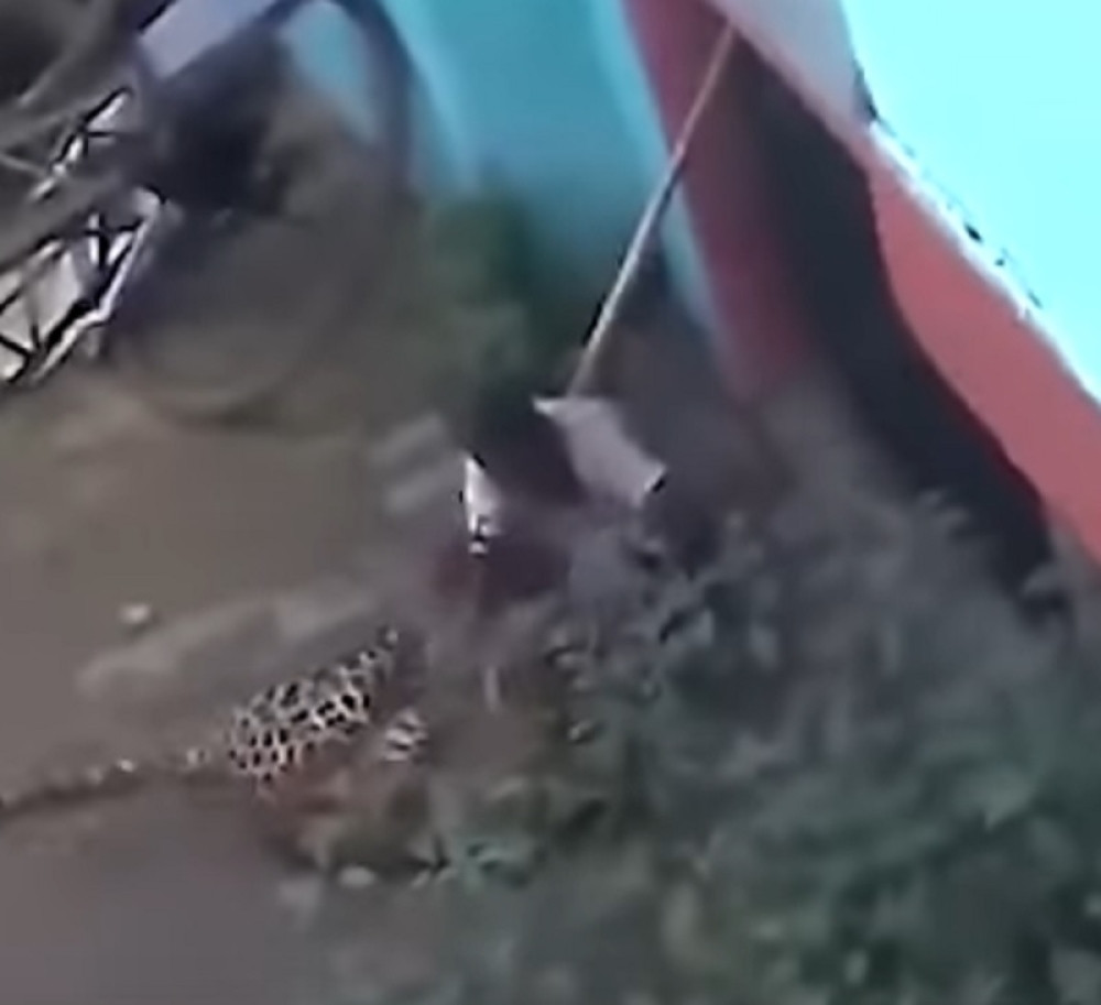 Leopard napao ljude, 60-godišnjak ga savladao golim rukama