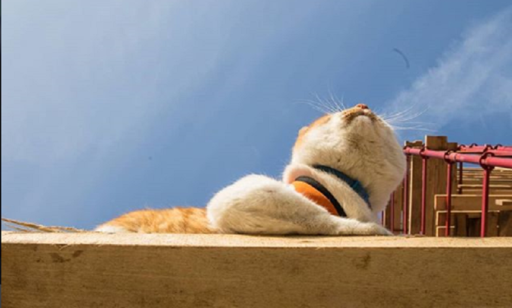 Mačka glavna faca na izgradnji Krimskog mosta