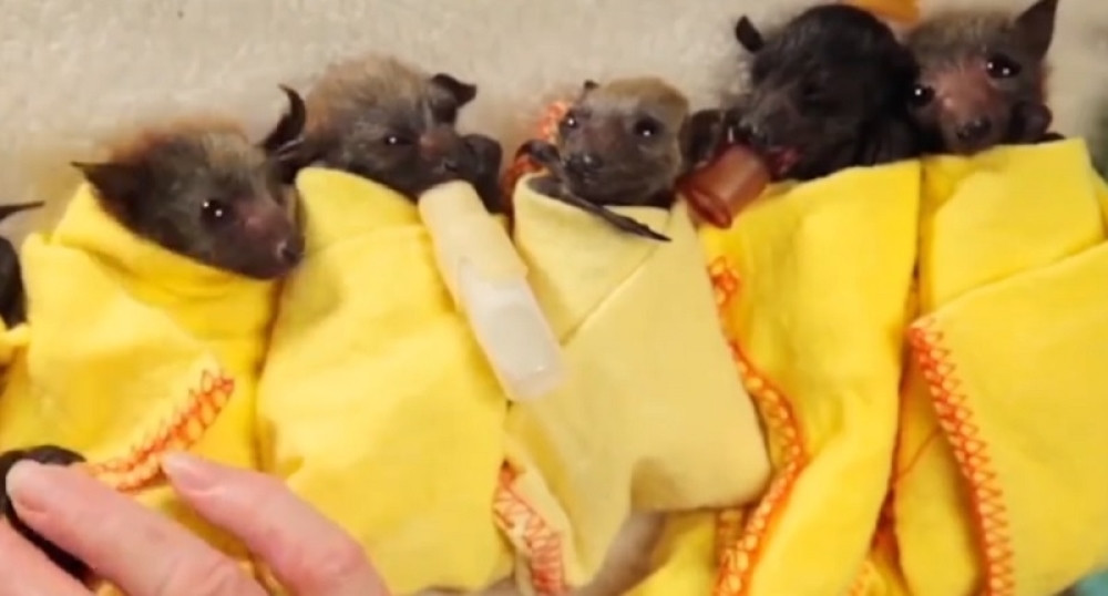 Ovo su najviralniji video snimci 2017. godine!