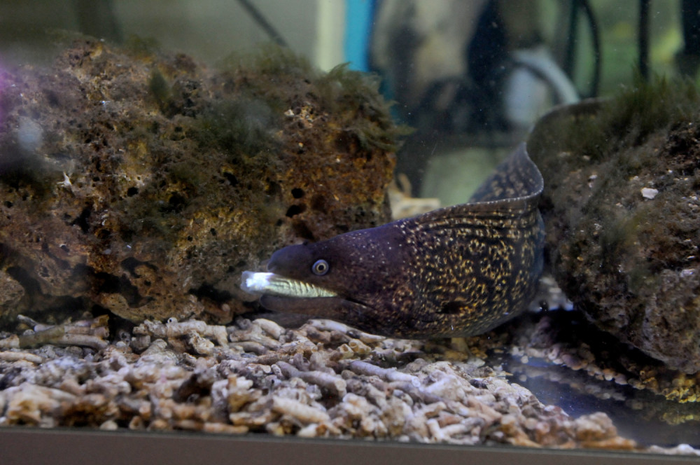 Ptica je progutala jegulju, a ona je uzvratila udarac u vazduhu (VIDEO)