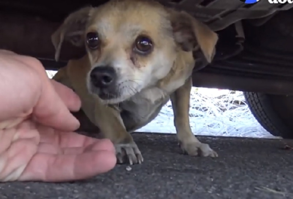 Kuca se izgubila, pa sakrila ispod kola, a kada su je našli, desilo se čudo!