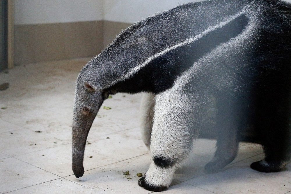 Mravojed nastradao u požaru