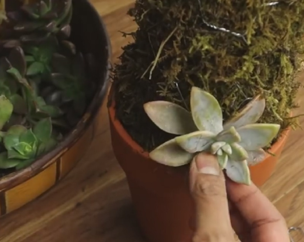 NAJBOLJI NARODNI LEK MOŽDA IMATE U DVORIŠTU: Otklanja ciste, jača srce, leči epilepsiju...