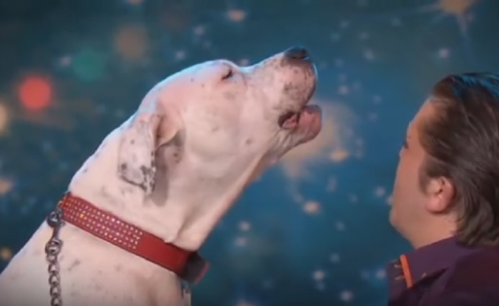 Pogledajte kako ovaj pas peva mnogima omiljenu pesmu