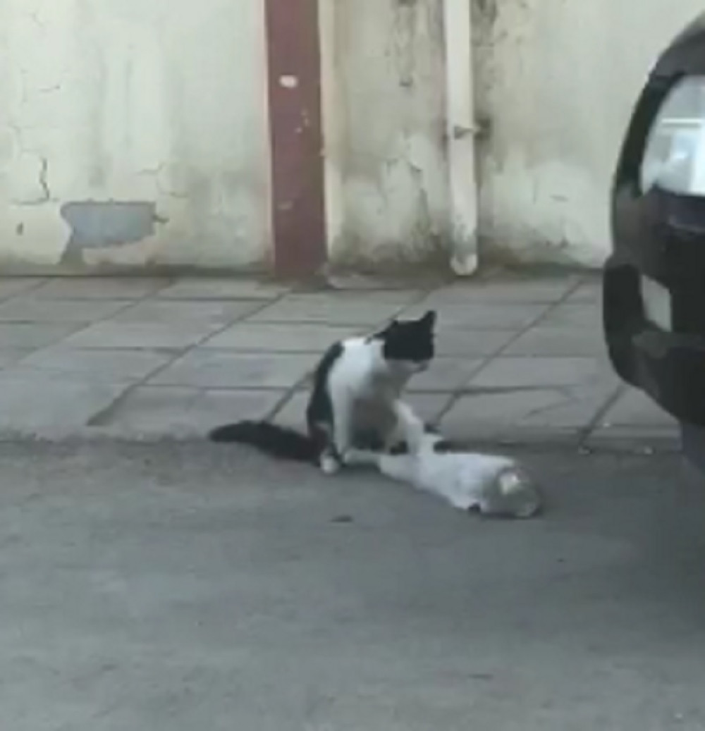 Maci zapala glava u konzervu, a mačak "iskoristio priliku"