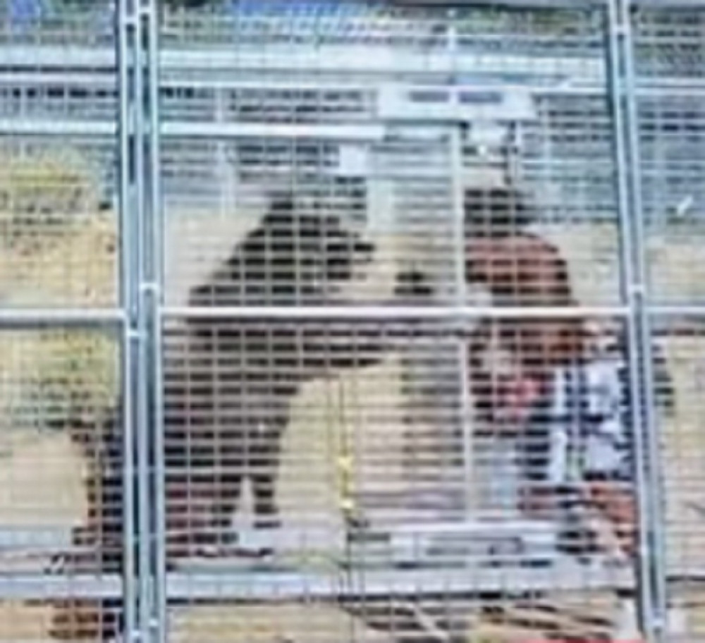 Neviđena borba medveda i MMA legende