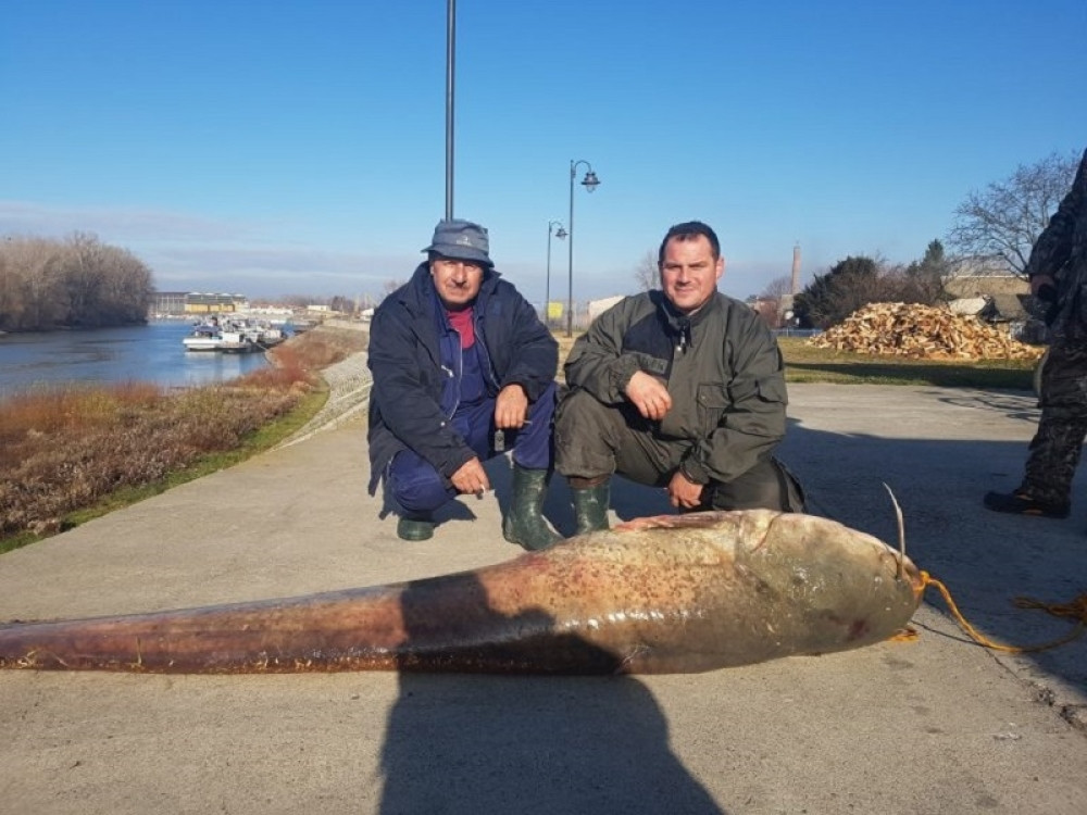 Upecali soma od 125 kilograma