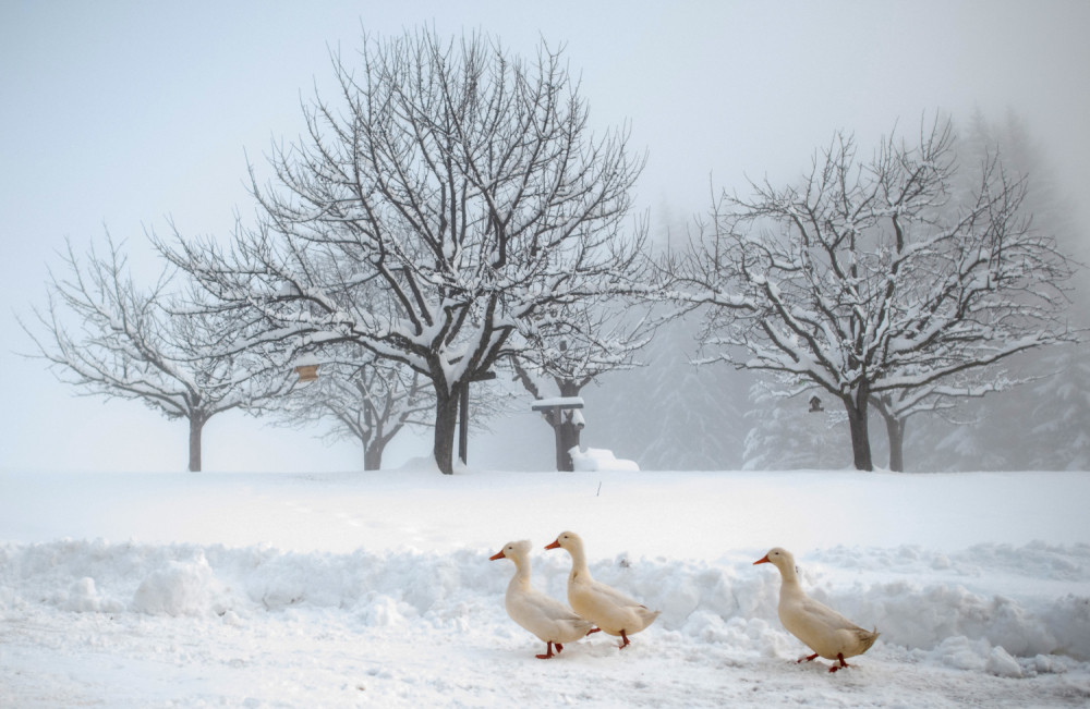 SAD okovane u ledu, a u Australiji besne požari