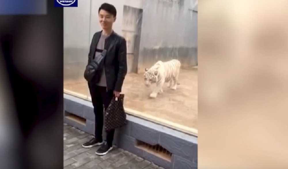 Tigar mu se prikrao iza leđa, pa krenuo u napad!