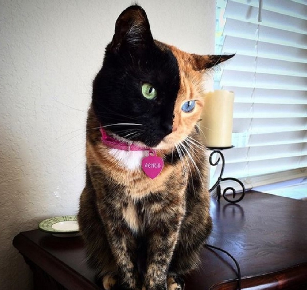 Upoznajte Venus, mačku sa dva lica! (FOTO+VIDEO)