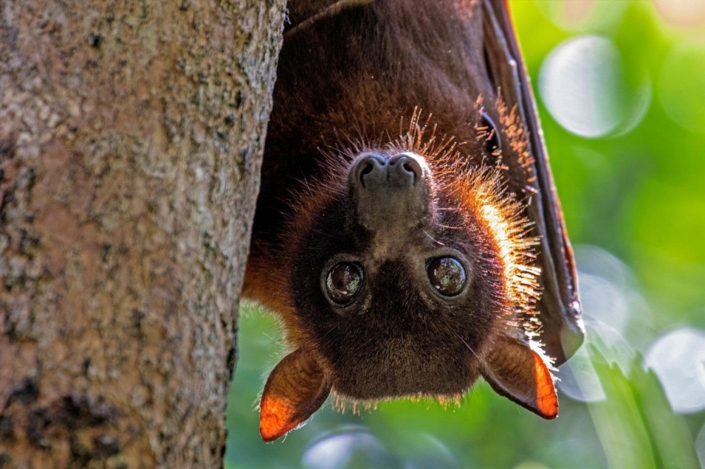 Šišmiši napravili haos u Australiji