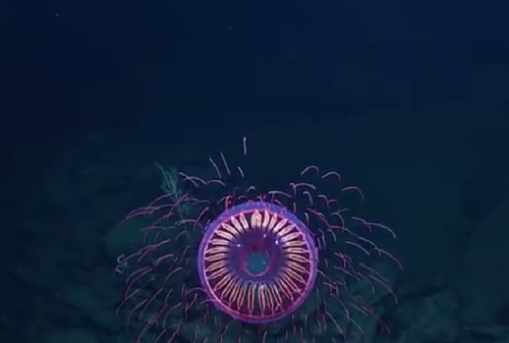 Ova životinja pravi podvodni vatromet