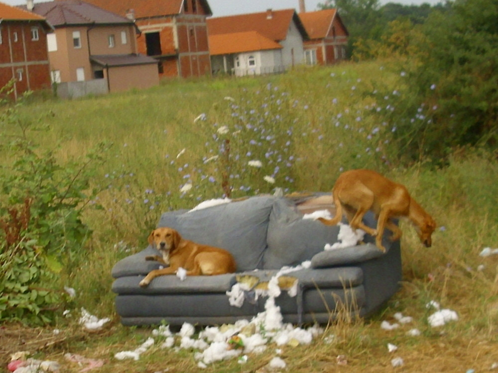 Truju pse lutalice u Leskovcu
