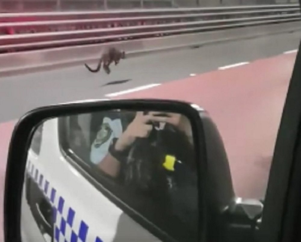 Policija u poteri za tvrdoglavim kengurom (VIDEO)