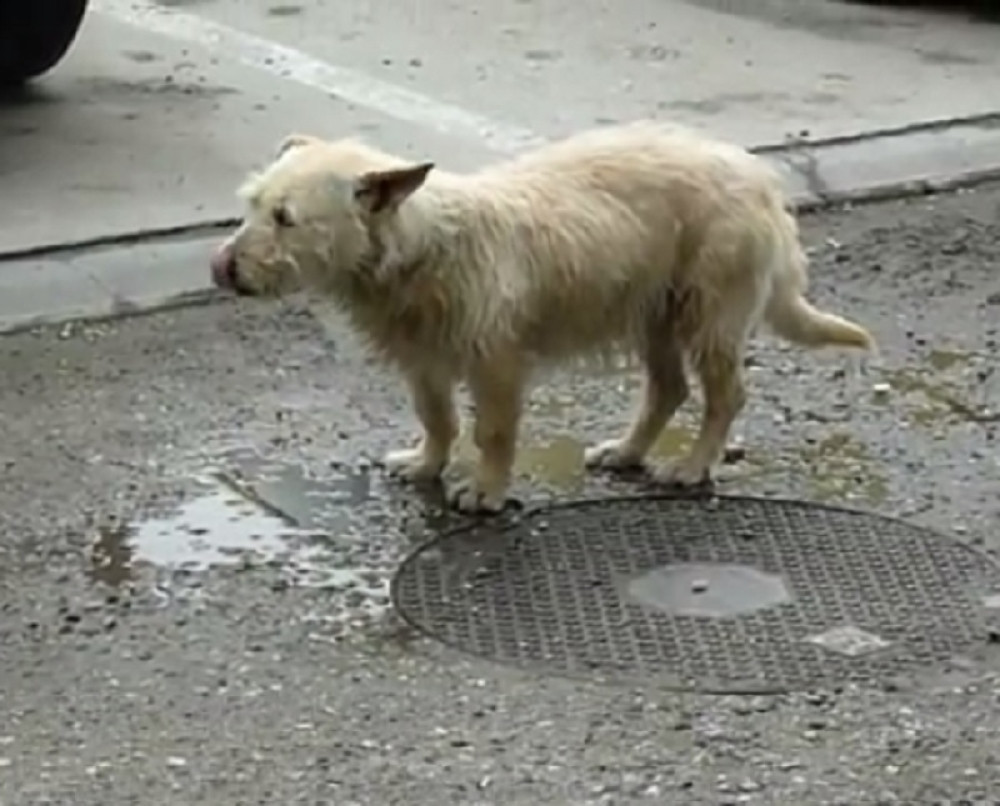 Vlasnici napustili psa, pa mu jedan susret promenio život!