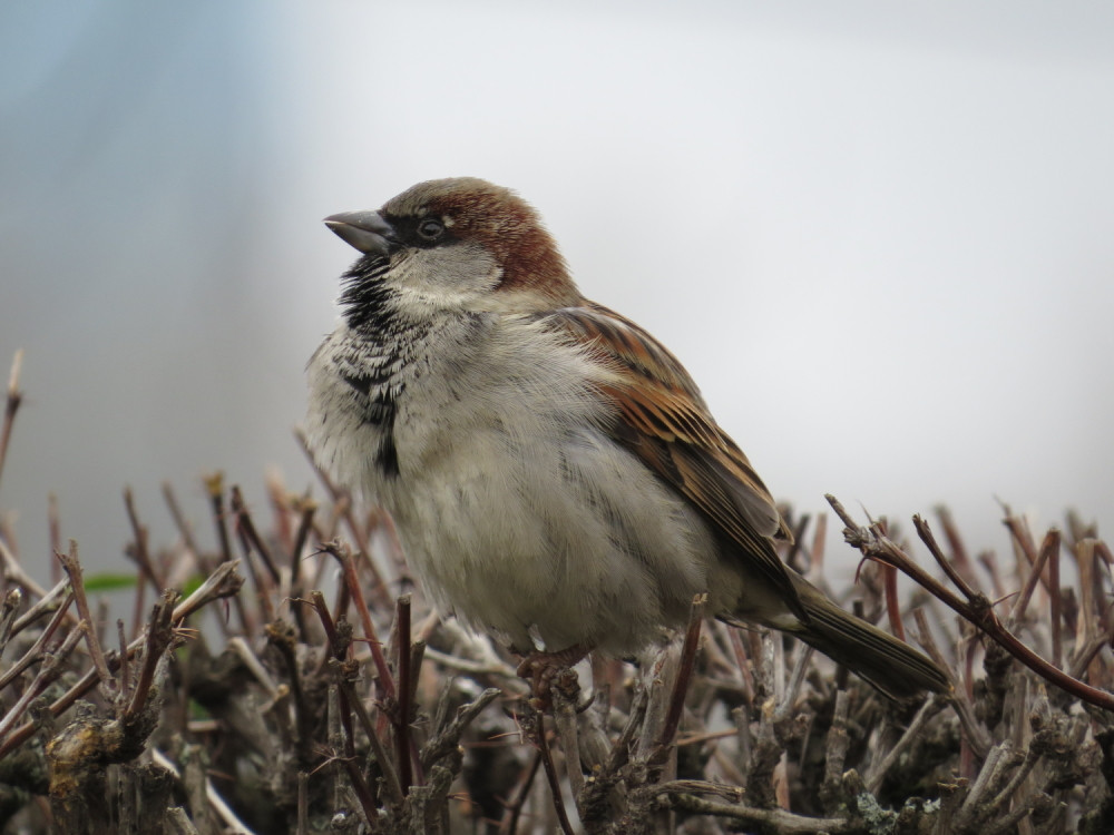 Pomozimo beogradskim vrapcima!