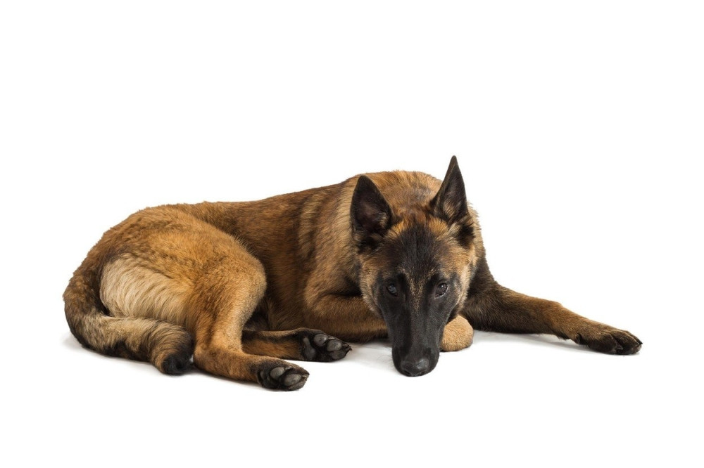 Ugrizao policijskog psa tokom hapšenja!