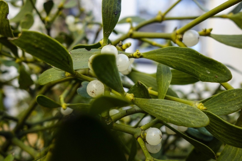 Imela ubija ćelije raka?