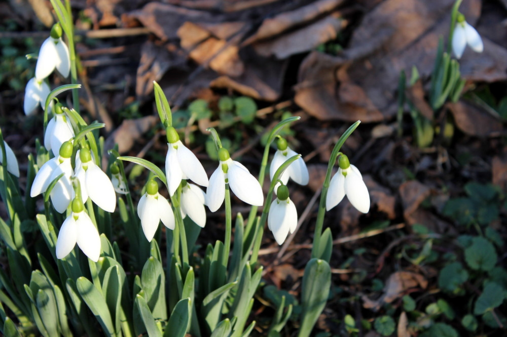 Procvetale visibabe i maslačak (FOTO)