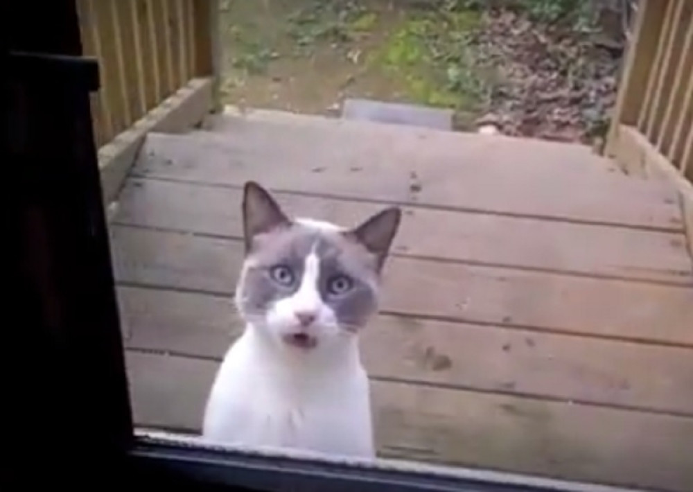 Izbacila je mačku napolje, a ona uradila nešto neverovatno!
