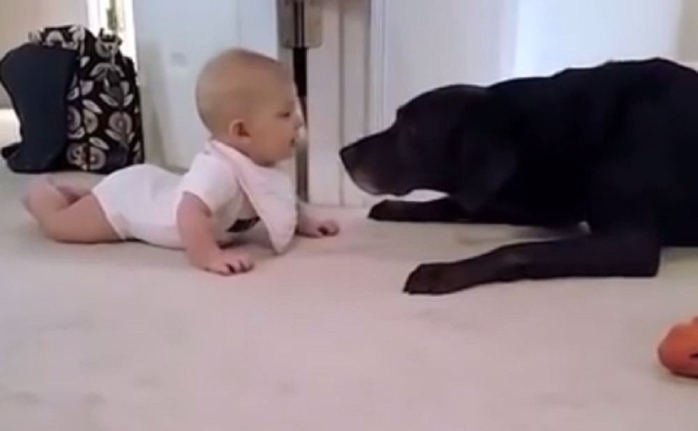 Beba počela da puzi, pas uradio nešto što će vas oduševiti!