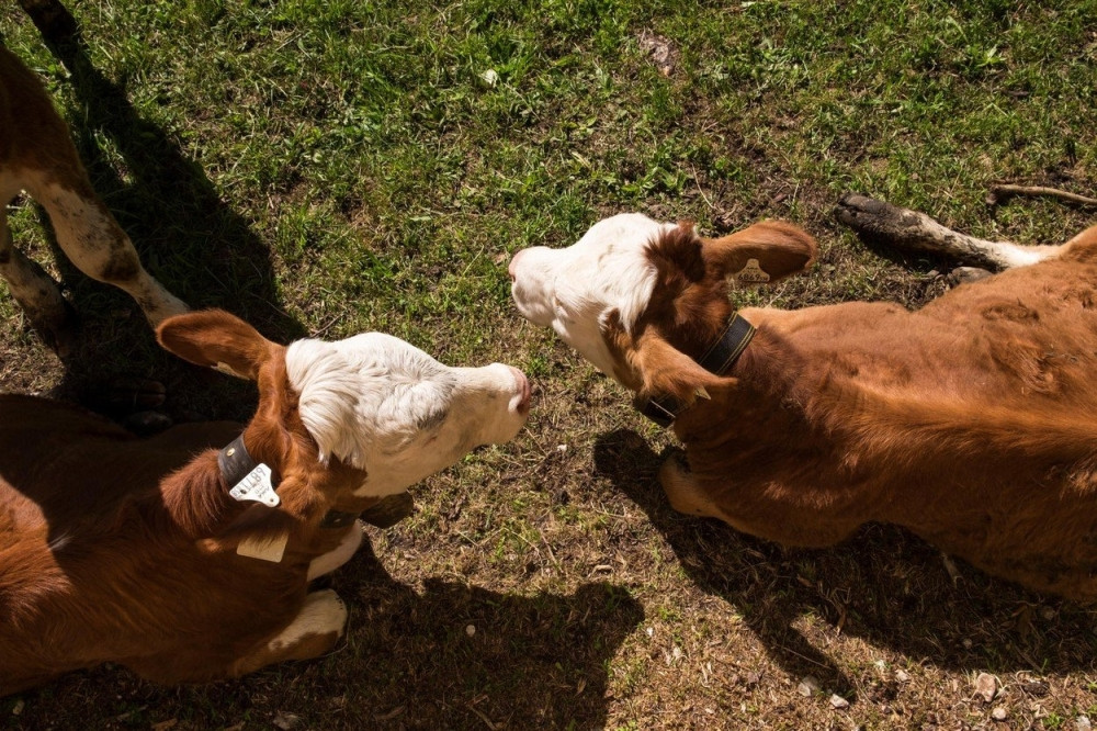 Krava otelila tri teleta, a kad je veterinar progovorio, svi zanemeli!