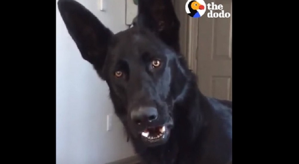 Pas je čuo dečji plač, a onda uradio nešto predivno!