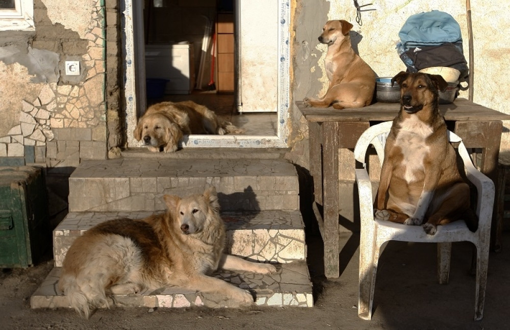 Kako da pomognete svojim kućnim ljubimcima u sezoni petardi?!