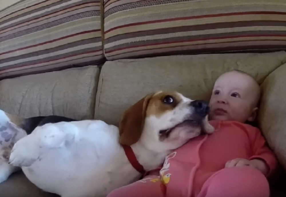 Ukoliko tražite dadilju, uzmite psa ove rase