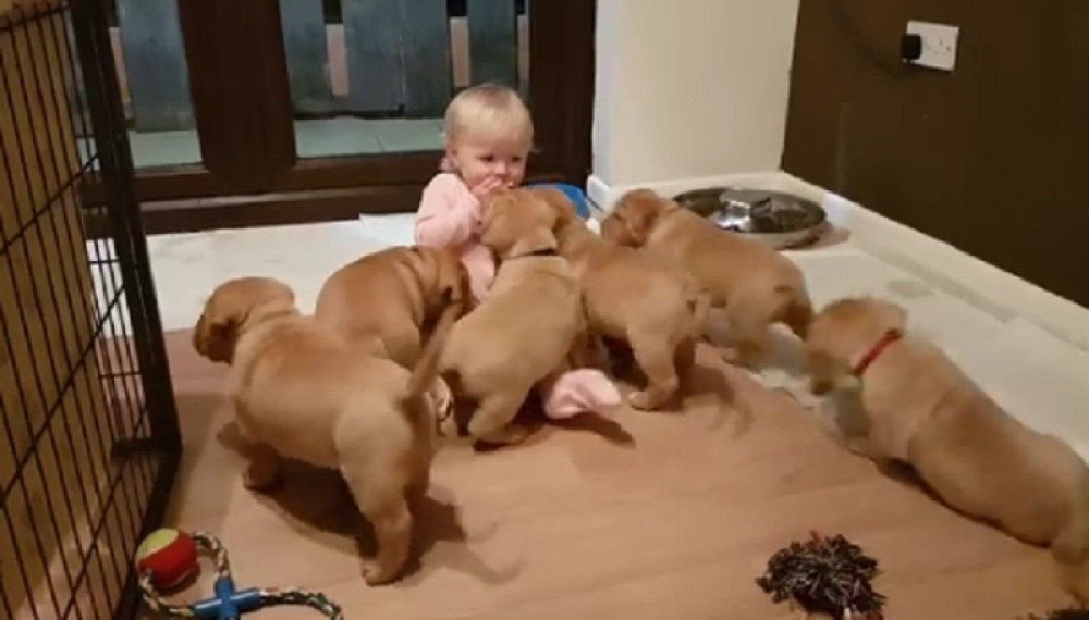 Beba nije htela da podeli kolačić sa psima, evo šta su oni uradili (VIDEO)