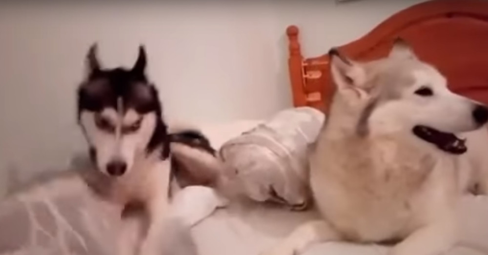 Psi se posvađali u krevetu, evo ko je pobedio!