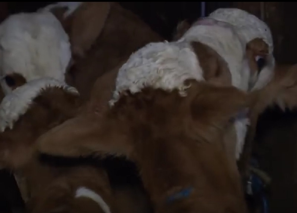 Kravu lečili od steriliteta, a onda se dogodilo čudo