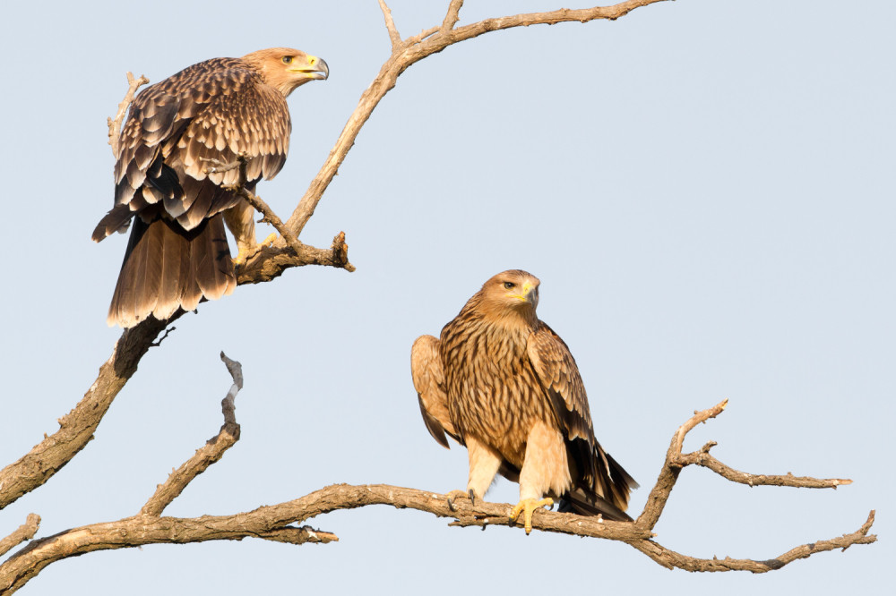 Orao koji je oslobođen na Balkanu ušao u vazdušni prostor Crne Gore, od tada mu se gubi svaki trag