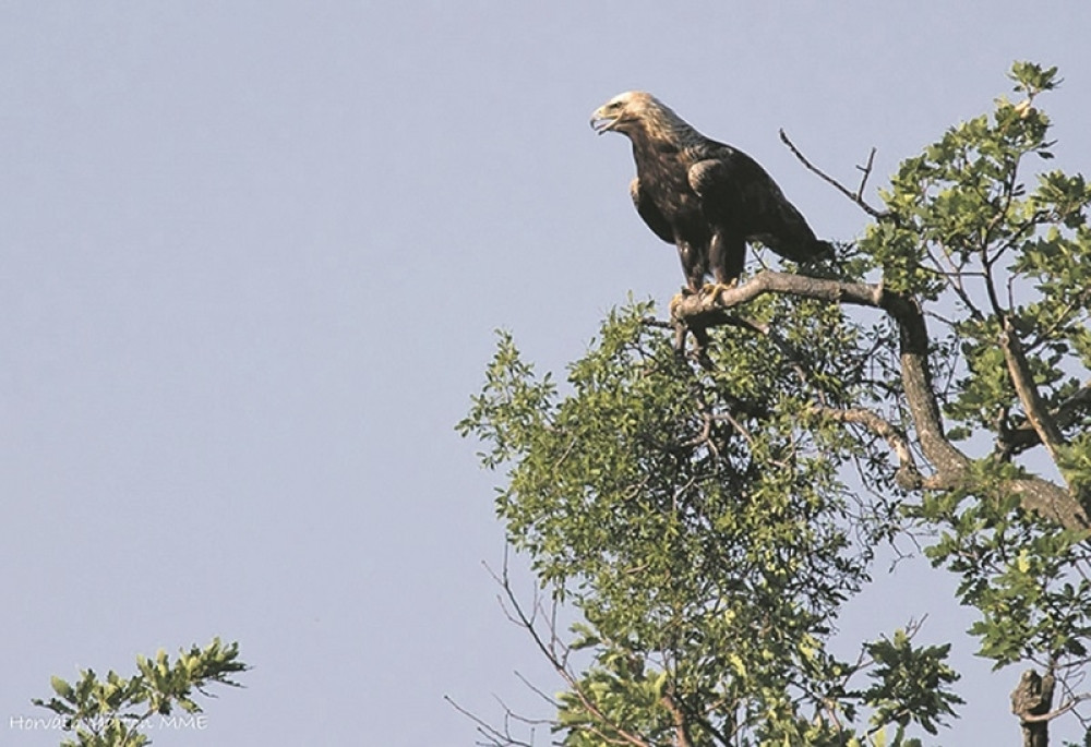 EU spasava srpskog orla