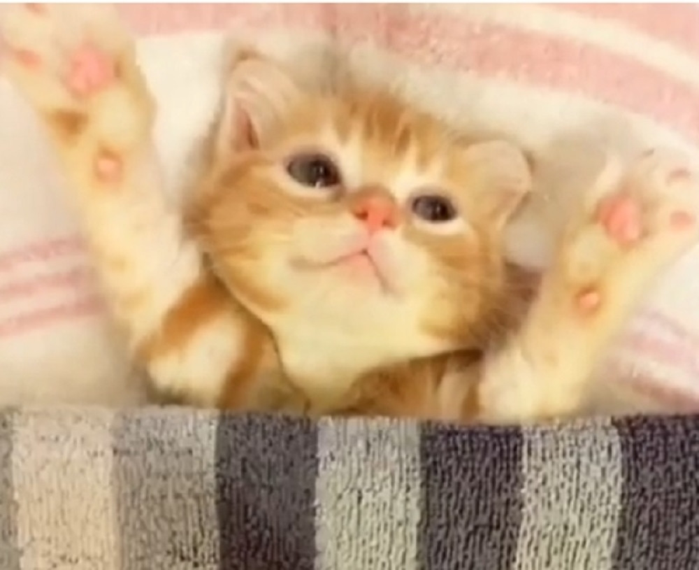 Stavila mače u krevet, a ono uradilo nešto preslatko! (VIDEO)