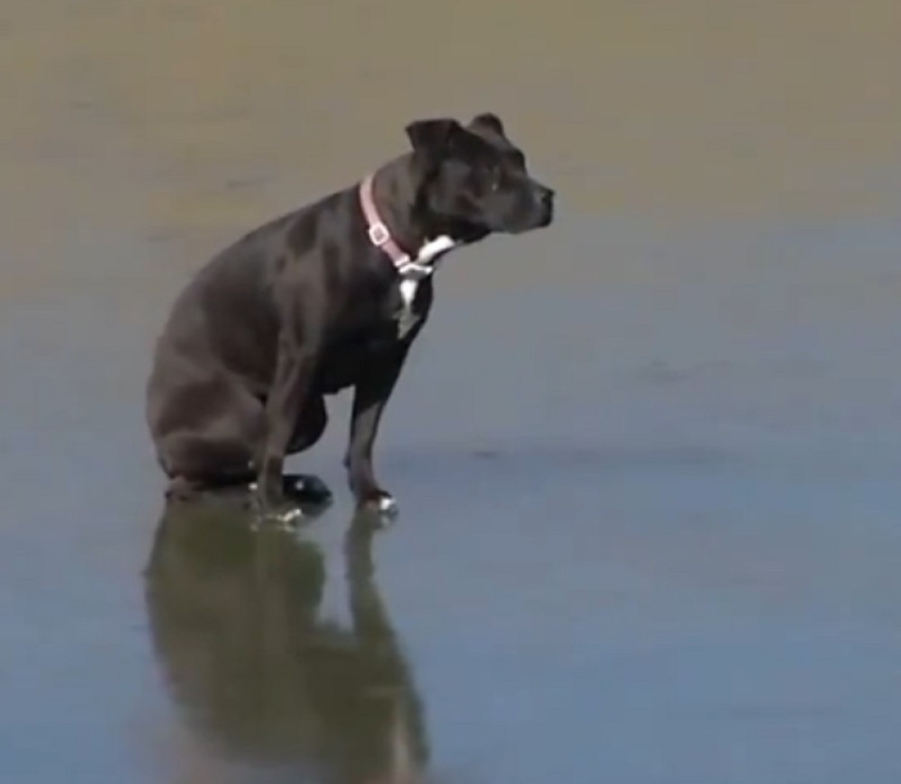 Kuja uplašeno sedela na zaleđenom potoku, a onda se desilo čudo (VIDEO)