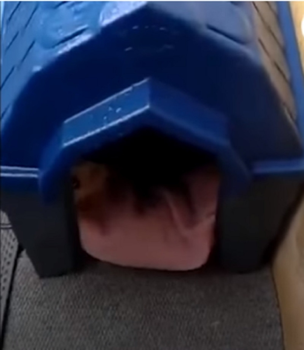 Napravio kućicu za psa lutalicu, pa u njoj ugledao nešto neverovatno!