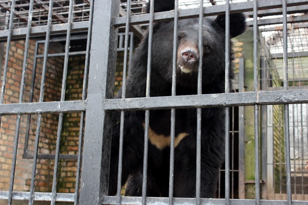 Palmini medvedi nisu videli svoju senku