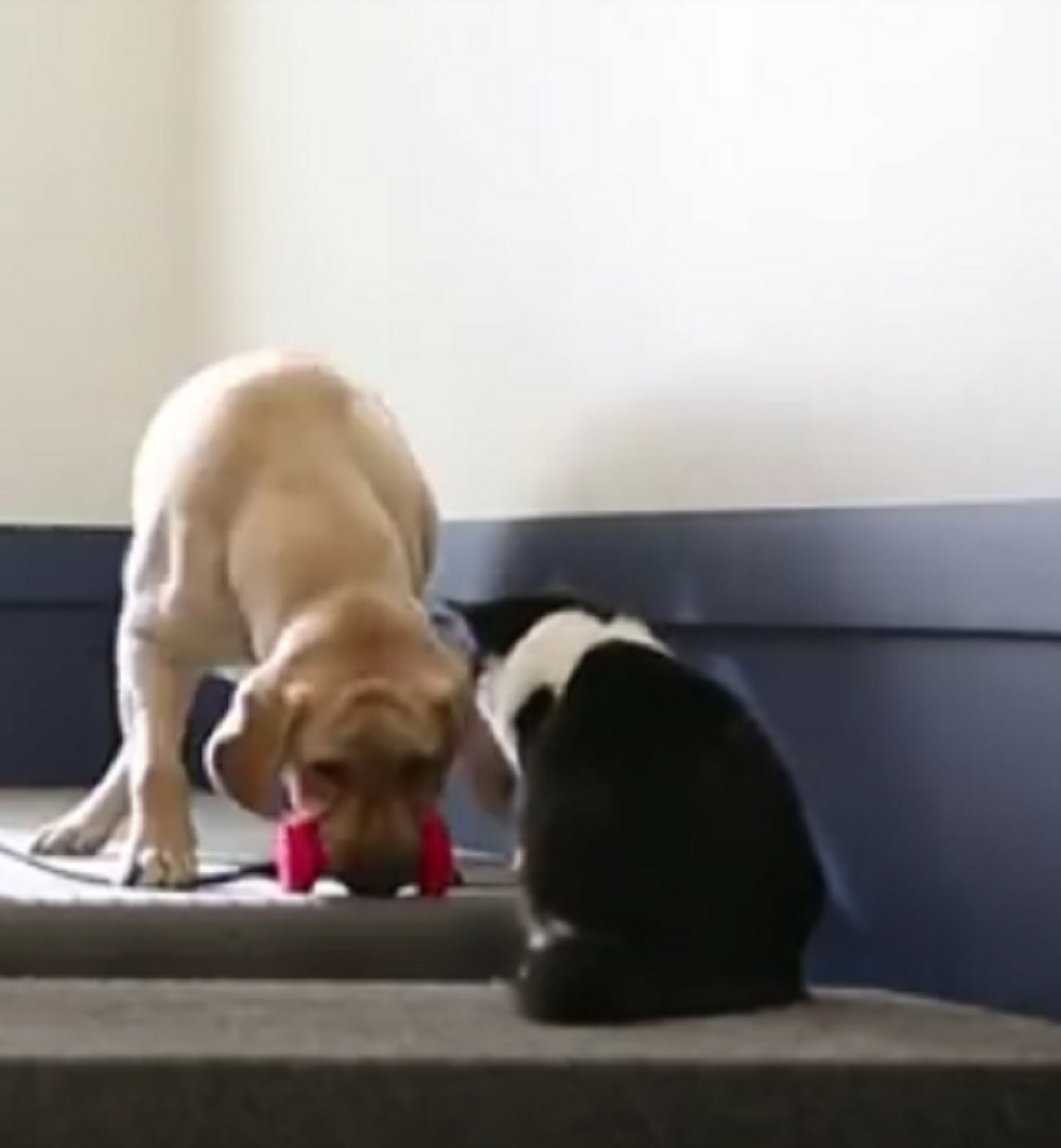 Maca trenira pse, a način na koji to radi će vas oduševiti!